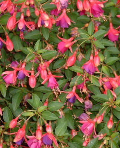 Le Fuschia. Famille des Onagracées. 7b48lzvw